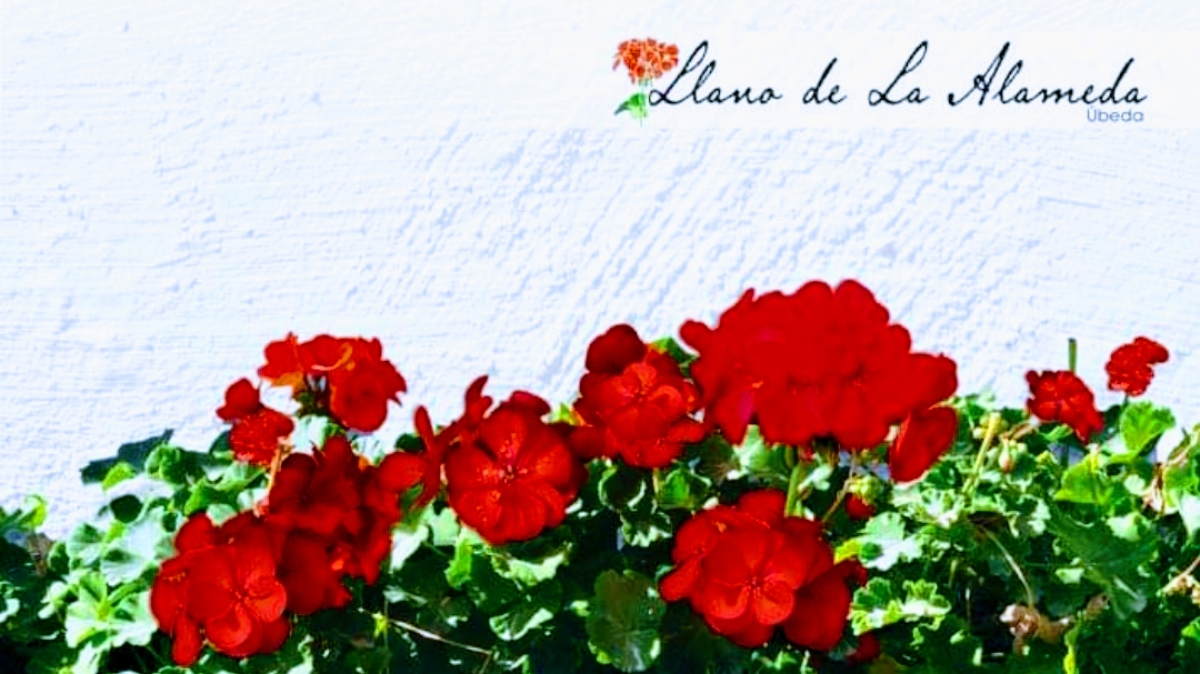 Llano de la Alameda