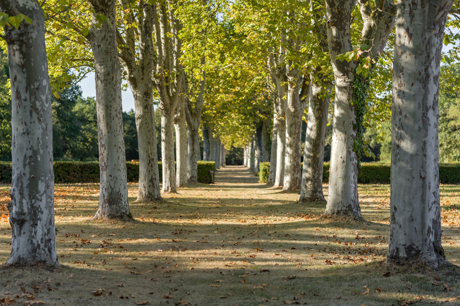 Castle Rochemontès