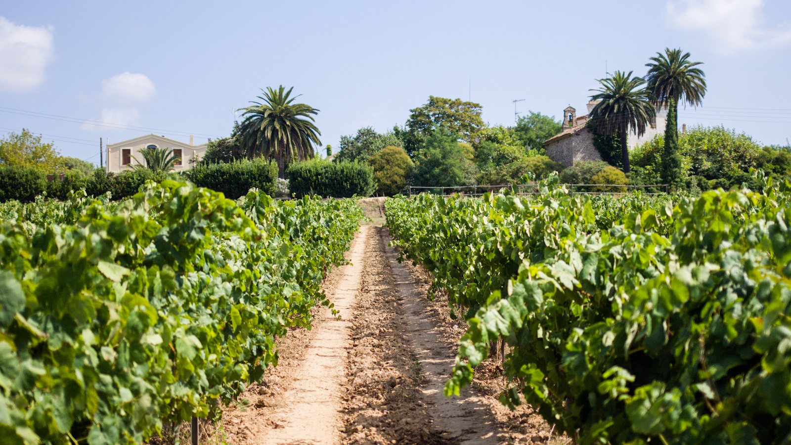 Mas Palou - Penedès
