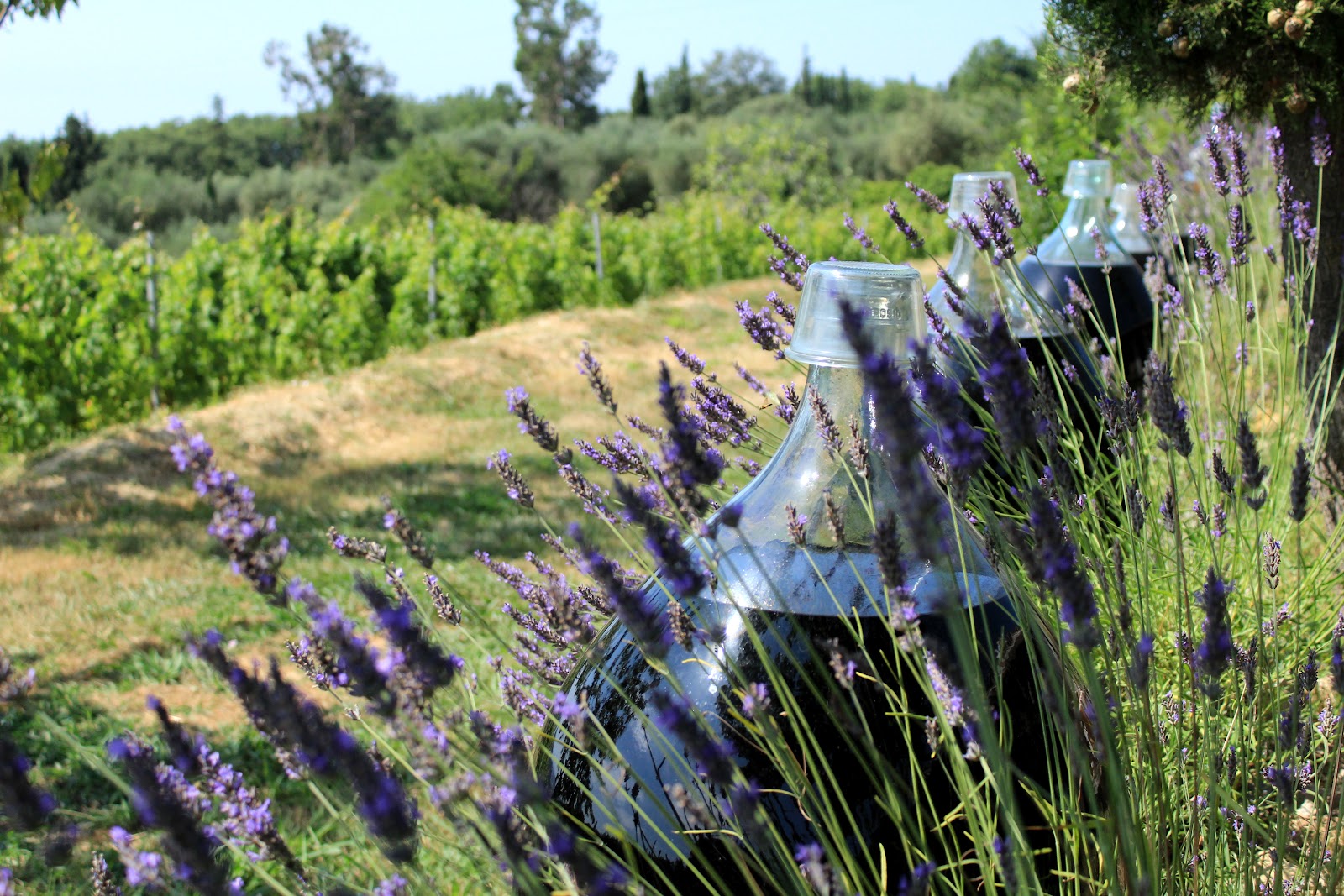 Vignoble Rasse Saint-Jeannet Vindazur, قاعات أعراس, بروفنس