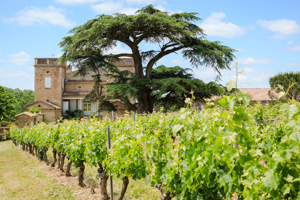 Château de Terride - Domaine Viticole Gaillac & Lieu de réception, قاعات أعراس, أوكسيتاني